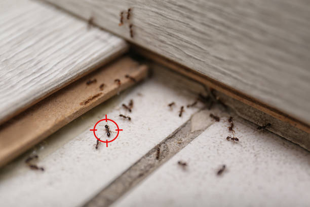 Best Local Pest Control Services  in Stonewall, MS