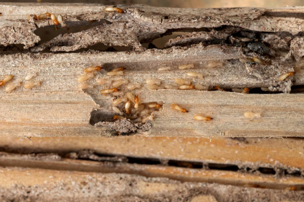 Best Residential Pest Control  in Stonewall, MS