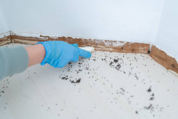 Best Pest Prevention Services  in Stonewall, MS